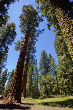 Sekoya Ulusal Parkı