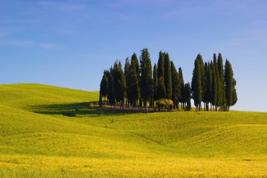 Toskana 'da selvi ağaçları