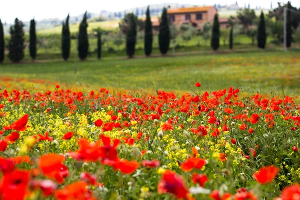 Poppies alan — Stok fotoğraf