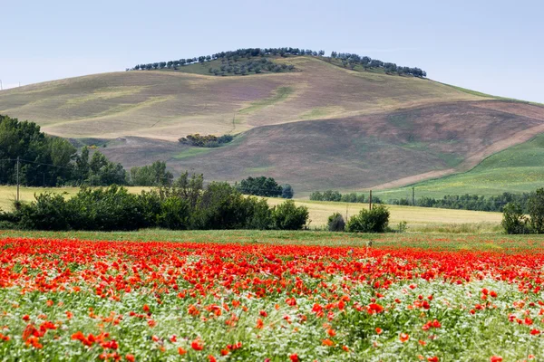 Campo de papoula — Fotografia de Stock