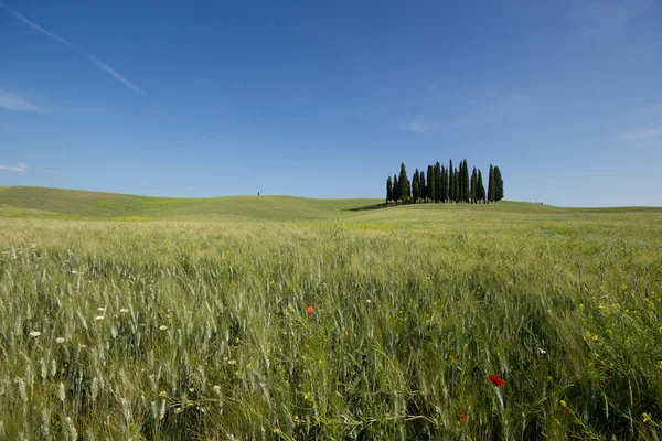 Meadow field with isolated cypress trees — Stock Photo, Image