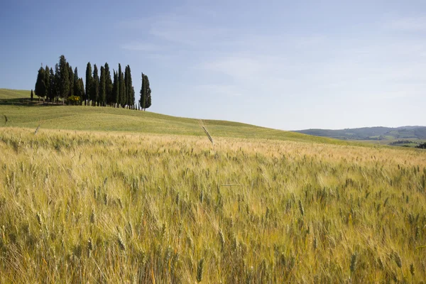 Weide veld met geïsoleerde cipressen — Stockfoto