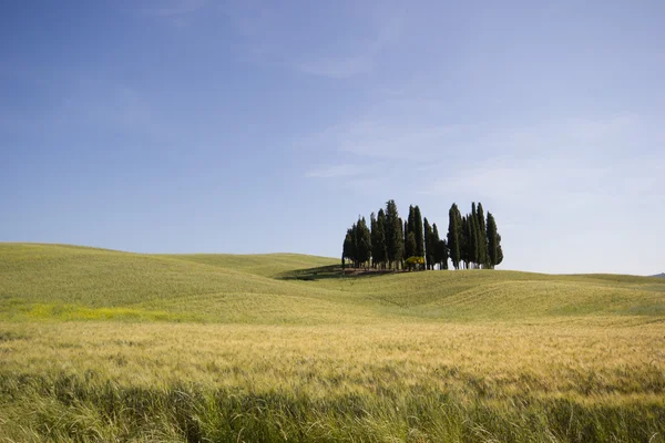 Cypressträd i Toscana — Stockfoto