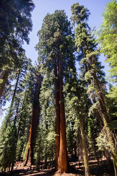 Nationaal park Sequoia — Stockfoto