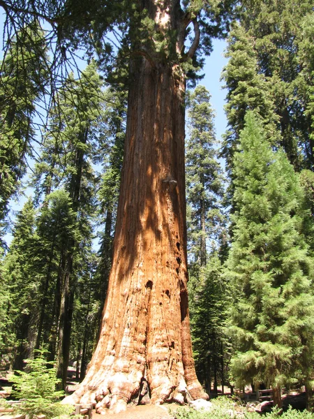 Nationaal park Sequoia — Stockfoto