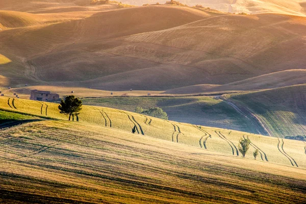 Teplé slunce krajina na kopcích val d'orcia — Stock fotografie