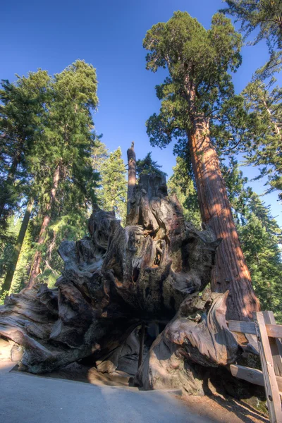 Parque Nacional de Sequoia — Foto de Stock