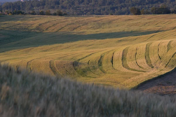 Paisaje toscano —  Fotos de Stock