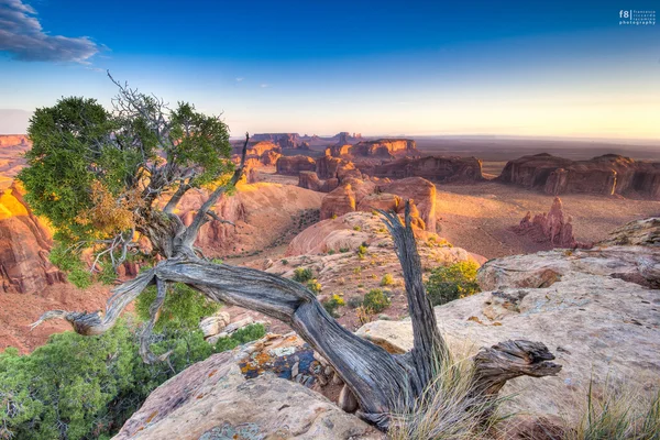 Arbre solitaire sur la montagne — Photo