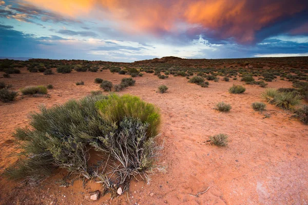 Sunset in Arizona, desert — Stock Photo, Image