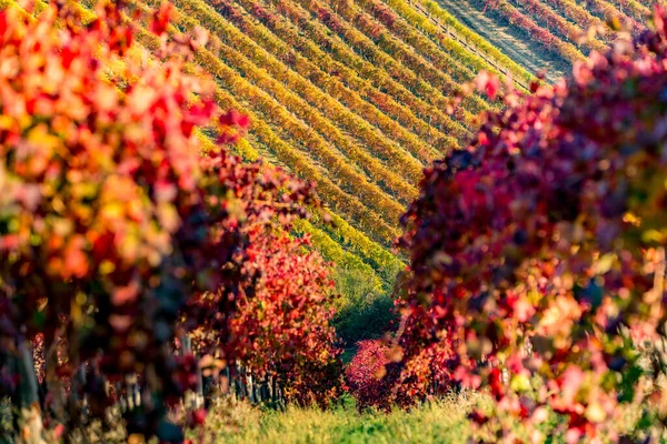 Vigneti e paesaggio autunnale, dolci colline e colori autunnali — Foto Stock