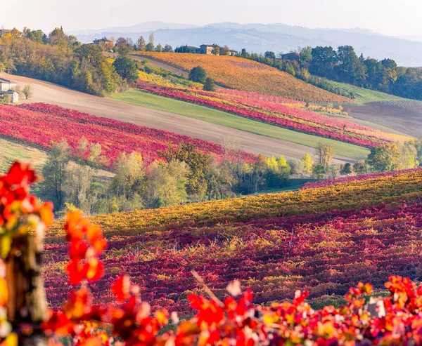 Üzüm bağları ve sonbahar manzarası, dalgalı tepeler ve sonbahar renkleri — Stok fotoğraf