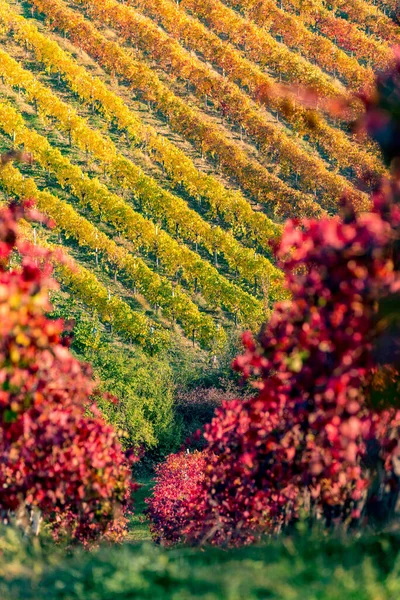 Viñedos y paisaje otoñal, colinas onduladas y colores otoñales — Foto de Stock