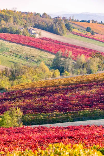 Vinhedos e paisagem de outono, colinas e cores de outono — Fotografia de Stock