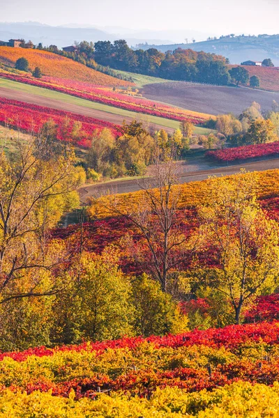 Vignobles et paysage d'automne, collines ondulantes et couleurs d'automne — Photo