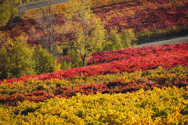 ブドウ畑と秋の風景、丘陵と秋の色 — ストック写真