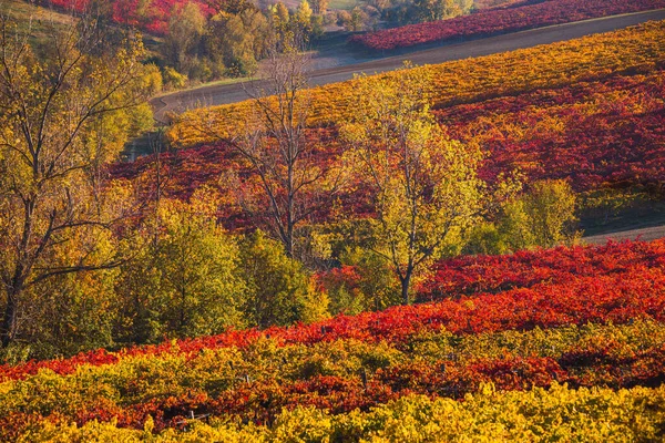 Vineyards and autumn landscape, rolling hills and fall colors — Stock Photo, Image