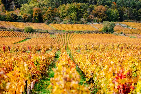 Bourgogne, vingårdar och landskap på hösten. — Stockfoto