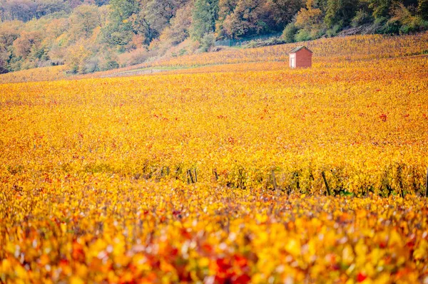 Borgogna, vigneti e paesaggio in autunno. — Foto Stock