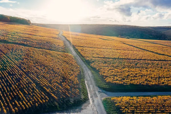 เส้นทางไวน์ ถนนชนบท และสวนองุ่น Chablis เบอร์กันดี, ฝรั่งเศส — ภาพถ่ายสต็อก
