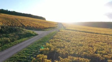 Şarap yolu, köy yolu ve Chablis üzüm bağları. Burgundy, Fransa