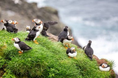 Faroe Adaları 'nın Martı