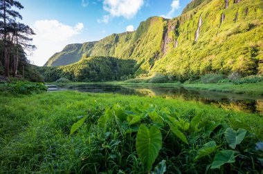 Poco da Ribeira do Ferreiro, Flores, Azores Adaları. Şelale ve manzara