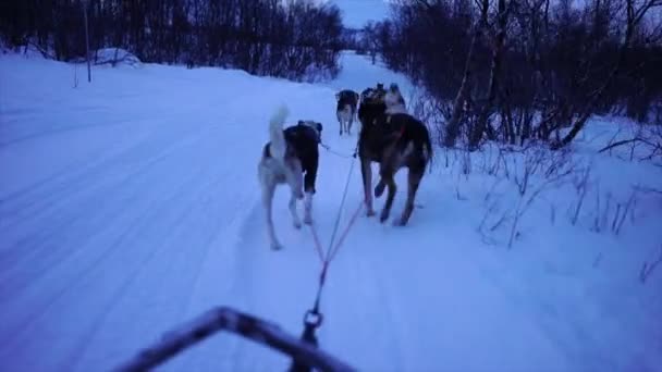 Катание на собачьей упряжке в шведской Лапландии, зима. Швеция — стоковое видео