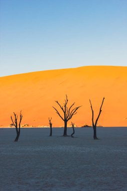 Deadvlei 'deki ölü ağaçlar, Namib Çölü, Namibya, Güney Afrika