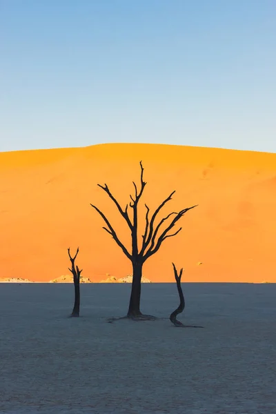 Kuolleet puut Deadvleissa, Namibin aavikolla auringonnousun aikaan, Namibia, Etelä-Afrikka — kuvapankkivalokuva