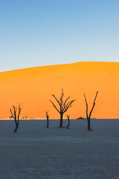 Kuolleet puut Deadvleissa, Namibin aavikolla auringonnousun aikaan, Namibia, Etelä-Afrikka — kuvapankkivalokuva