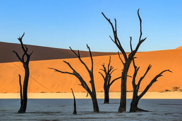 ต้นไม้ที่ตายใน Deadvlei, ทะเลทราย Namib เมื่อพระอาทิตย์ขึ้น, นามิเบีย, แอฟริกาใต้ — ภาพถ่ายสต็อก