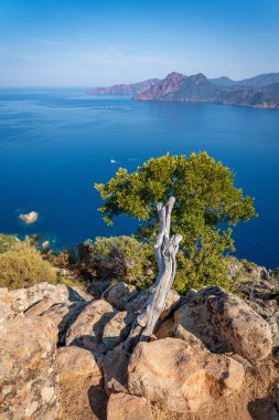Scandola Doğal Rezervi, Korsika Adası. Deniz Burnu, Güney Fransa