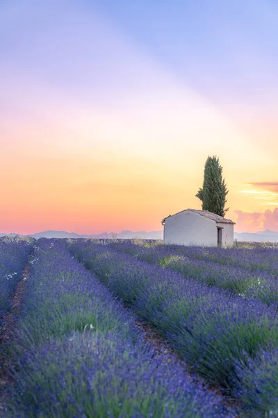 Samotny dom na polach lawendowych niedaleko Valensole, Prowansja, Francja — Zdjęcie stockowe