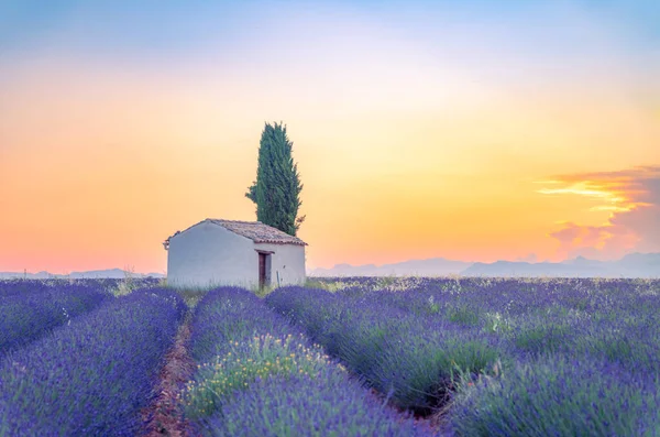 Samotny dom na polach lawendowych niedaleko Valensole, Prowansja, Francja — Zdjęcie stockowe