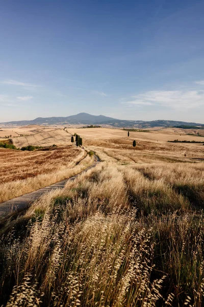Тоскана Летний Пейзаж Золотые Поля Италия Высокое Качество Фото — стоковое фото