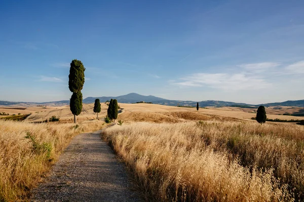Toscana Sommarlandskap Stig Och Gyllene Fält Italien Högkvalitativt Foto — Stockfoto