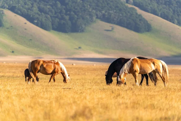 Hevosia Piana Castelluccio Umbriassa Italiassa Laadukas Kuva — kuvapankkivalokuva