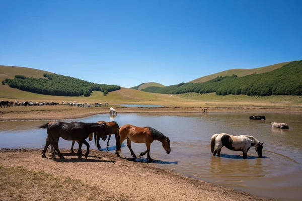 Pantani Accumoli Wild Horses Bathing Lake Umbria Italy High Quality — Stockfoto