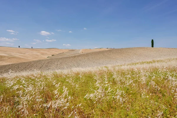 Toscane Paysage Estival Champs Dorés Italie Photo Haute Qualité — Photo