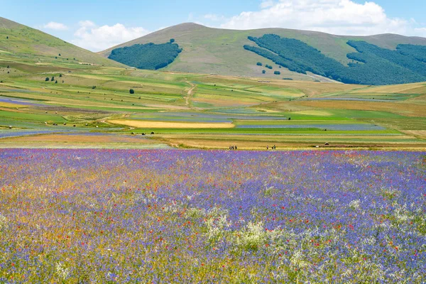 Pian Grande Paysage Fleurs Floraison Castelluccio Ombrie Italie Photo Haute — Photo