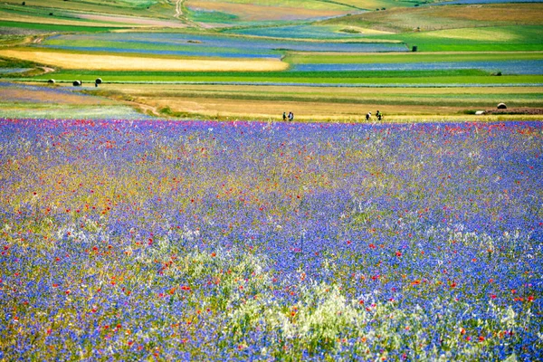Pian Grande Landscape Bloom Flowering Castelluccio Umbria Italy High Quality — Stock Photo, Image