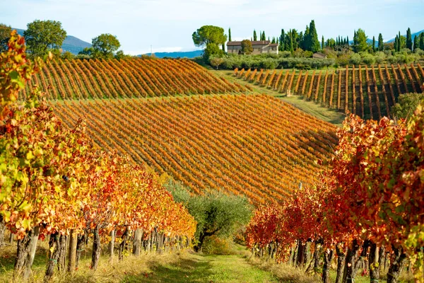 Montefalco Umbria Talya Daki Sagrantino Şarap Bağları Sonbahar Renkleri — Stok fotoğraf