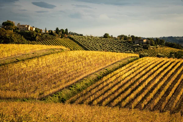 Осенние Цвета Виноградников Кьянти Между Сиеной Флоренцией Италия — стоковое фото