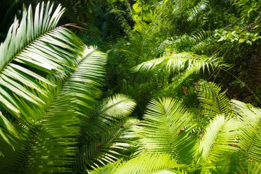 Gerçek tropikal palmiye yaprakları. Yeşil yemyeşil