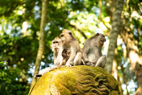Balilla Indonesiassa Kuuluisa Monkey Forest Macaque Perhe Ubud Patsas — kuvapankkivalokuva