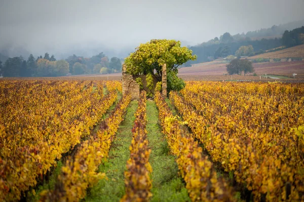ブルゴーニュワイン地域 フランスのブドウ畑 秋の色と気分 — ストック写真