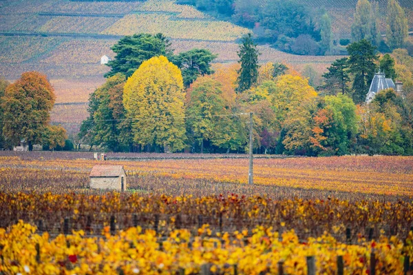 Виноградники Бургундському Винному Регіоні Франція Осінній Колір Настрій — стокове фото