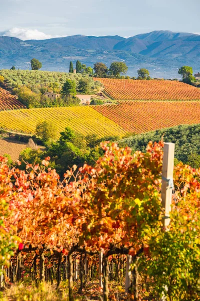 Sagrantino Viini Viinitarhoja Montefalco Umbria Italia Syksyn Värit — kuvapankkivalokuva