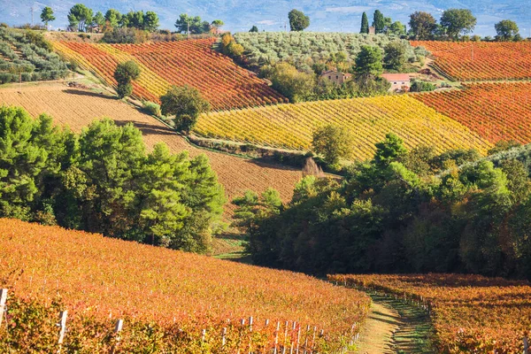 Αμπελώνες Sagrantino Κρασί Στο Montefalco Umbria Ιταλία Χρώματα Φθινοπώρου — Φωτογραφία Αρχείου